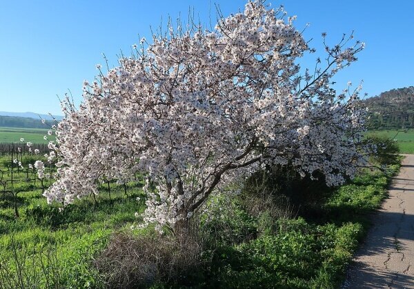 An almond tree in blossom.